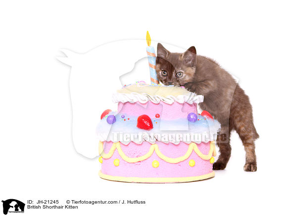 Britisch Kurzhaar K�tzchen / British Shorthair Kitten / JH-21245