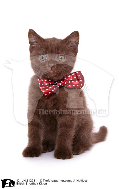 British Shorthair Kitten / JH-21253