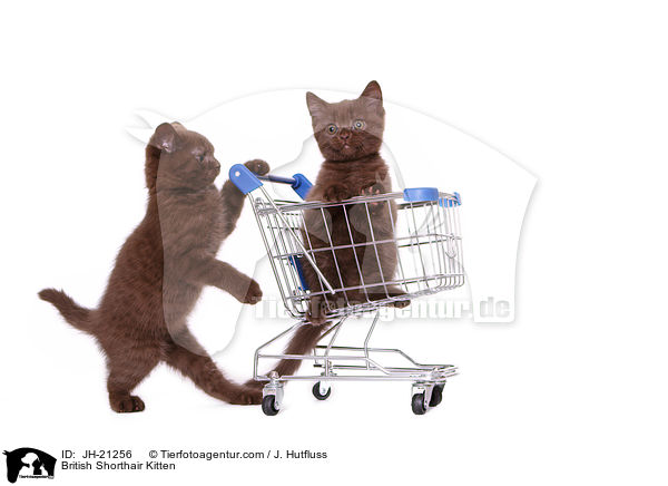 British Shorthair Kitten / JH-21256