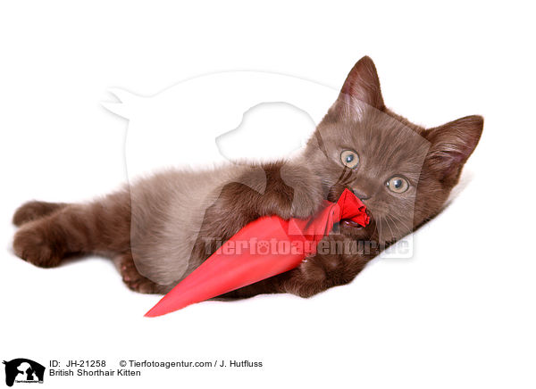 Britisch Kurzhaar K�tzchen / British Shorthair Kitten / JH-21258