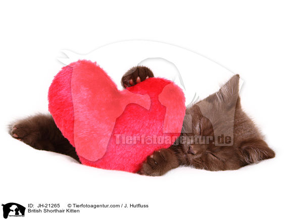 Britisch Kurzhaar Ktzchen / British Shorthair Kitten / JH-21265