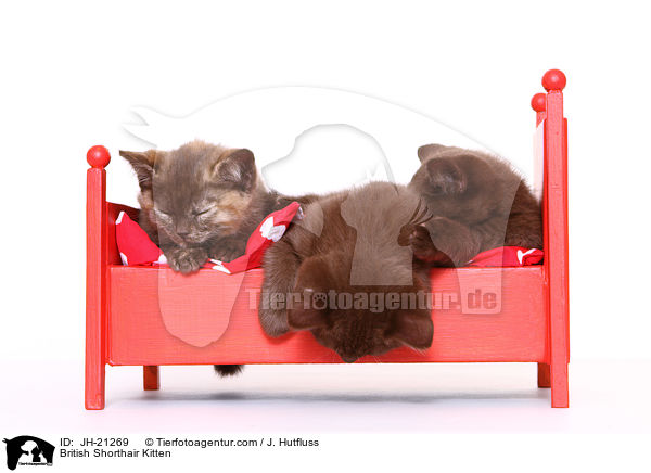 Britisch Kurzhaar Ktzchen / British Shorthair Kitten / JH-21269