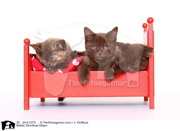 Britisch Kurzhaar Ktzchen / British Shorthair Kitten / JH-21270