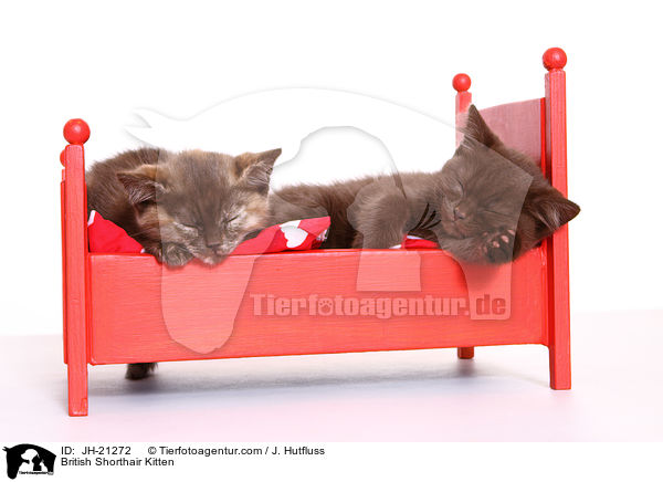Britisch Kurzhaar Ktzchen / British Shorthair Kitten / JH-21272