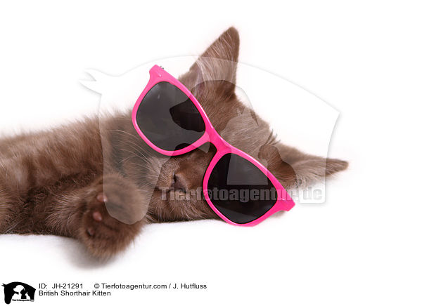 British Shorthair Kitten / JH-21291