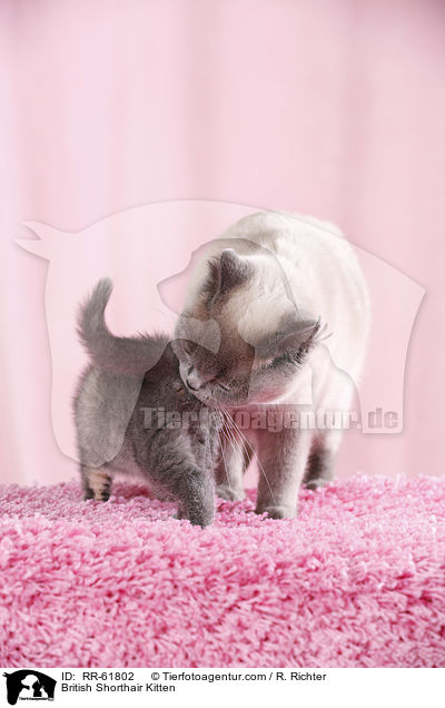 Britisch Kurzhaar Ktzchen / British Shorthair Kitten / RR-61802