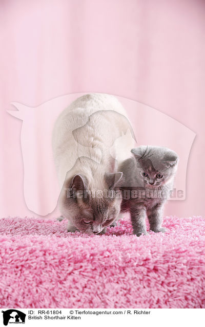 Britisch Kurzhaar Ktzchen / British Shorthair Kitten / RR-61804