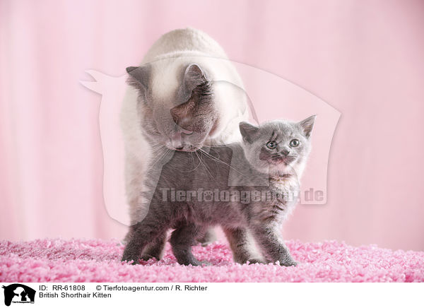 Britisch Kurzhaar Ktzchen / British Shorthair Kitten / RR-61808