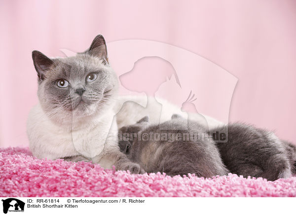 Britisch Kurzhaar Ktzchen / British Shorthair Kitten / RR-61814