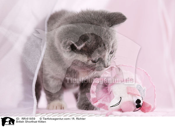 Britisch Kurzhaar K�tzchen / British Shorthair Kitten / RR-61859
