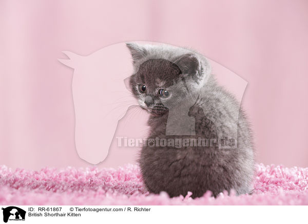 Britisch Kurzhaar Ktzchen / British Shorthair Kitten / RR-61867