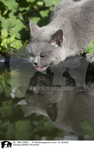 trinkende Britisch Kurzhaar / drinking British Shorthair / NN-13665