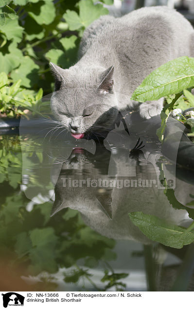 trinkende Britisch Kurzhaar / drinking British Shorthair / NN-13666