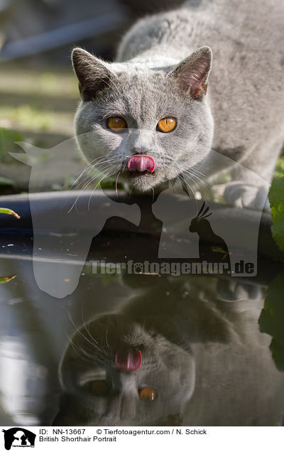 Britisch Kurzhaar Portrait / British Shorthair Portrait / NN-13667
