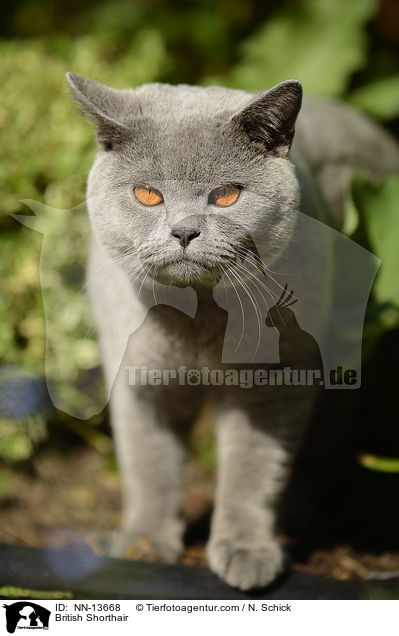 British Shorthair / NN-13668