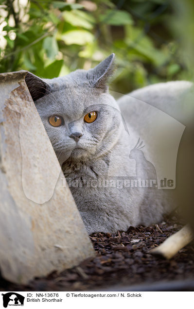 British Shorthair / NN-13676
