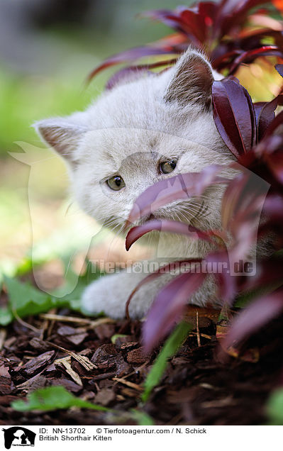 Britisch Kurzhaar Ktzchen / British Shorthair Kitten / NN-13702