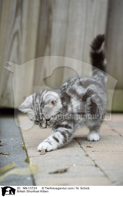 Britisch Kurzhaar Ktzchen / British Shorthair Kitten / NN-13724