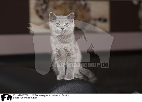 British Shorthair Kitten / NN-13730