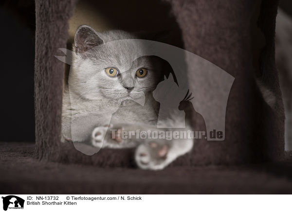 Britisch Kurzhaar Ktzchen / British Shorthair Kitten / NN-13732