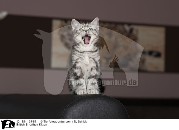 Britisch Kurzhaar K�tzchen / British Shorthair Kitten / NN-13745