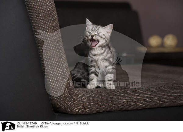 Britisch Kurzhaar K�tzchen / British Shorthair Kitten / NN-13749