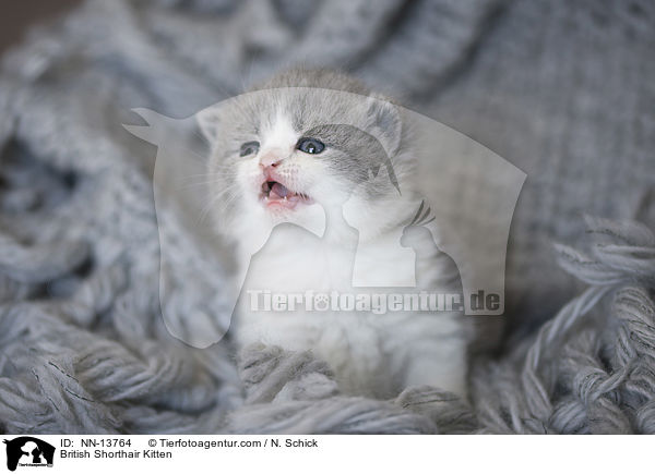 Britisch Kurzhaar Ktzchen / British Shorthair Kitten / NN-13764