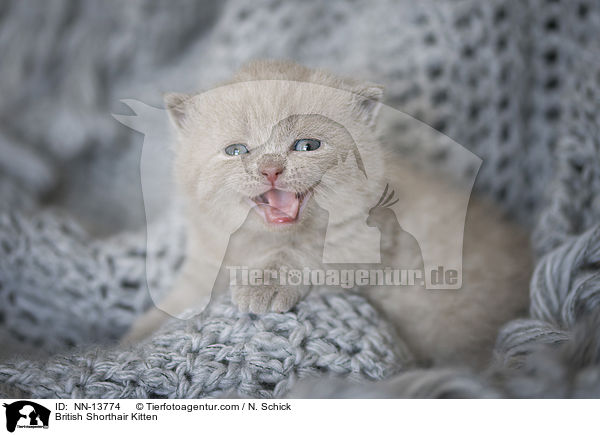 Britisch Kurzhaar Ktzchen / British Shorthair Kitten / NN-13774