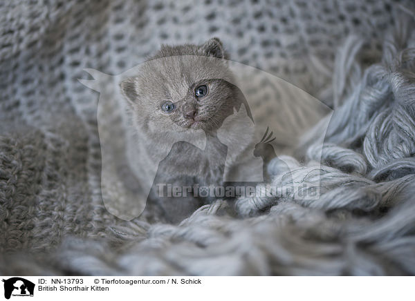 British Shorthair Kitten / NN-13793