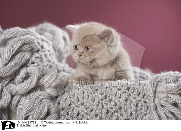 Britisch Kurzhaar Ktzchen / British Shorthair Kitten / NN-13798