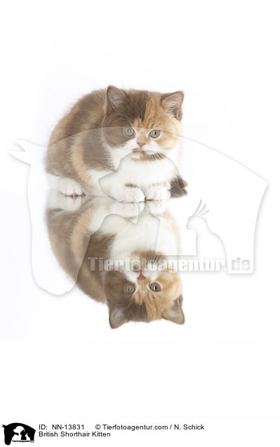 Britisch Kurzhaar Ktzchen / British Shorthair Kitten / NN-13831