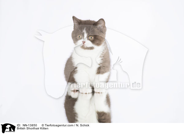 Britisch Kurzhaar Ktzchen / British Shorthair Kitten / NN-13850