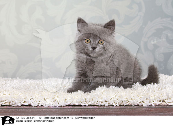 sitzendes Britisch Kurzhaar Ktzchen / sitting British Shorthair Kitten / SS-36634