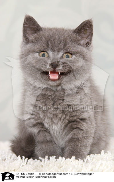 miauendes Britisch Kurzhaar Ktzchen / mewing British Shorthair Kitten / SS-36685