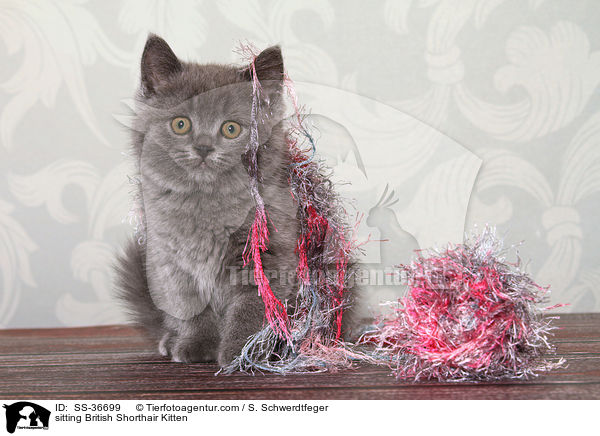 sitting British Shorthair Kitten / SS-36699