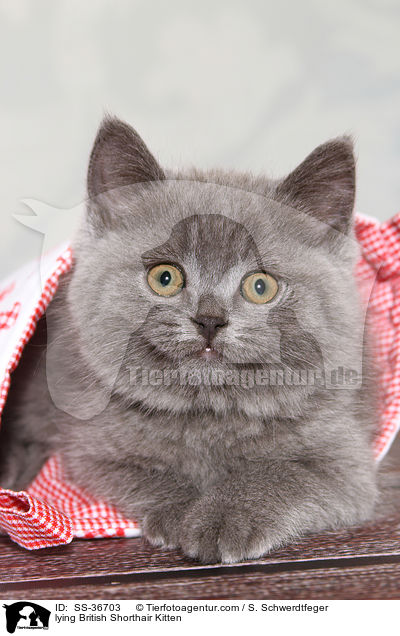 lying British Shorthair Kitten / SS-36703