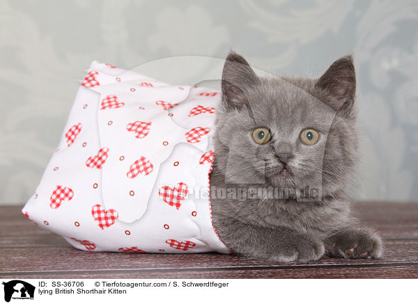 lying British Shorthair Kitten / SS-36706