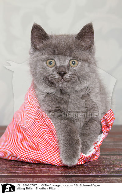 sitting British Shorthair Kitten / SS-36707