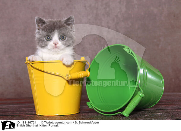 British Shorthair Kitten Portrait / SS-36721