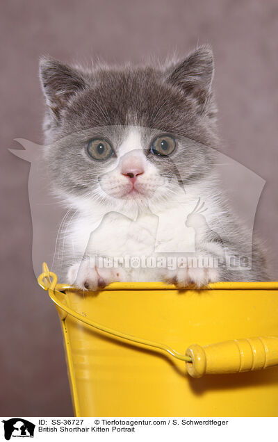 Britisch Kurzhaar Ktzchen Portrait / British Shorthair Kitten Portrait / SS-36727
