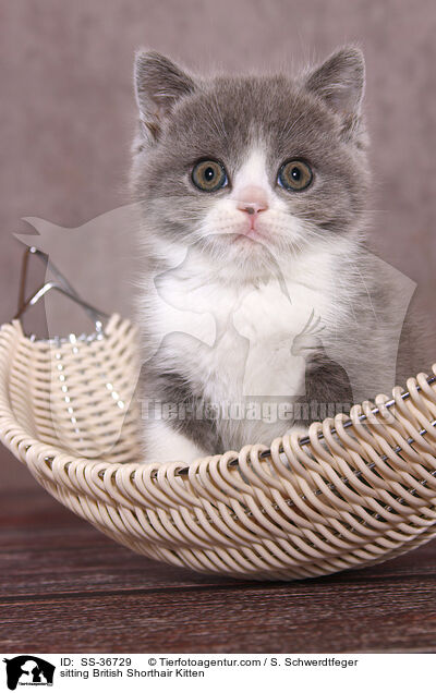 sitzendes Britisch Kurzhaar Ktzchen / sitting British Shorthair Kitten / SS-36729