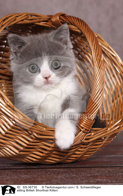 sitzendes Britisch Kurzhaar Ktzchen / sitting British Shorthair Kitten / SS-36730
