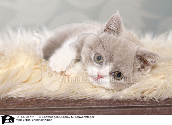 liegendes Britisch Kurzhaar Ktzchen / lying British Shorthair Kitten / SS-36744
