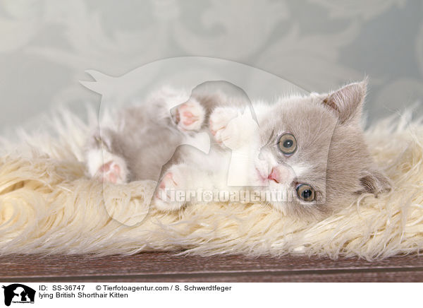 liegendes Britisch Kurzhaar Ktzchen / lying British Shorthair Kitten / SS-36747