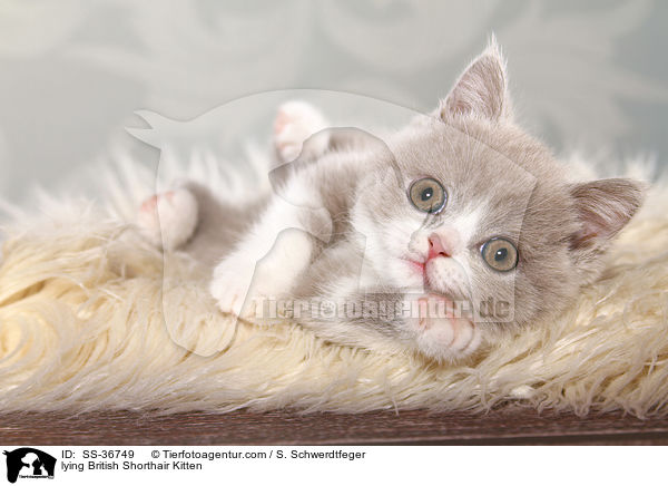 liegendes Britisch Kurzhaar Ktzchen / lying British Shorthair Kitten / SS-36749