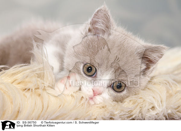 lying British Shorthair Kitten / SS-36750