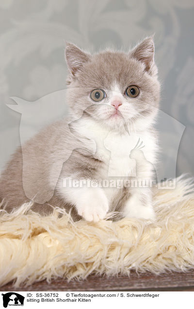 sitzendes Britisch Kurzhaar Ktzchen / sitting British Shorthair Kitten / SS-36752