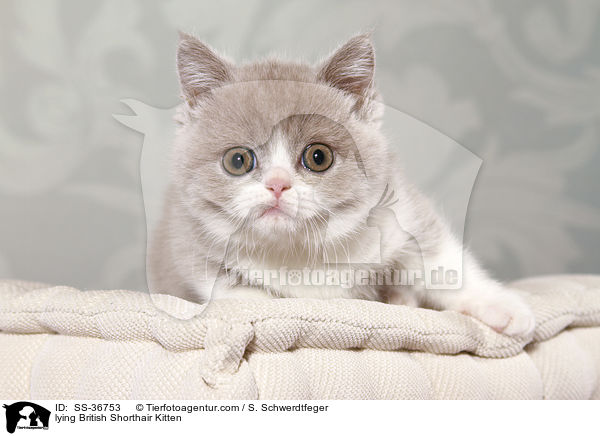liegendes Britisch Kurzhaar Ktzchen / lying British Shorthair Kitten / SS-36753