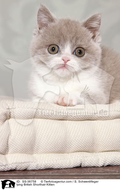 liegendes Britisch Kurzhaar Ktzchen / lying British Shorthair Kitten / SS-36758