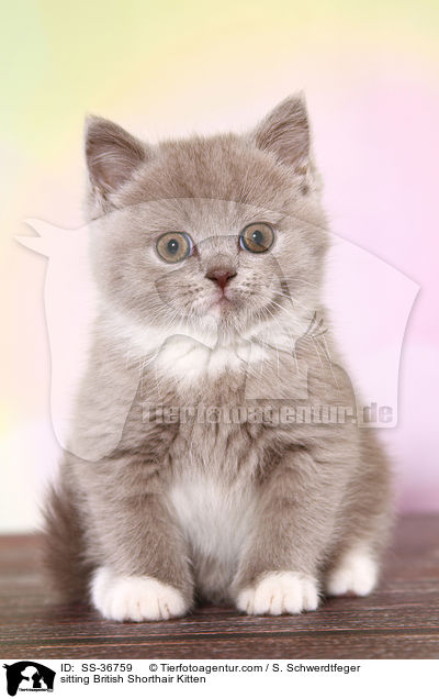 sitzendes Britisch Kurzhaar Ktzchen / sitting British Shorthair Kitten / SS-36759